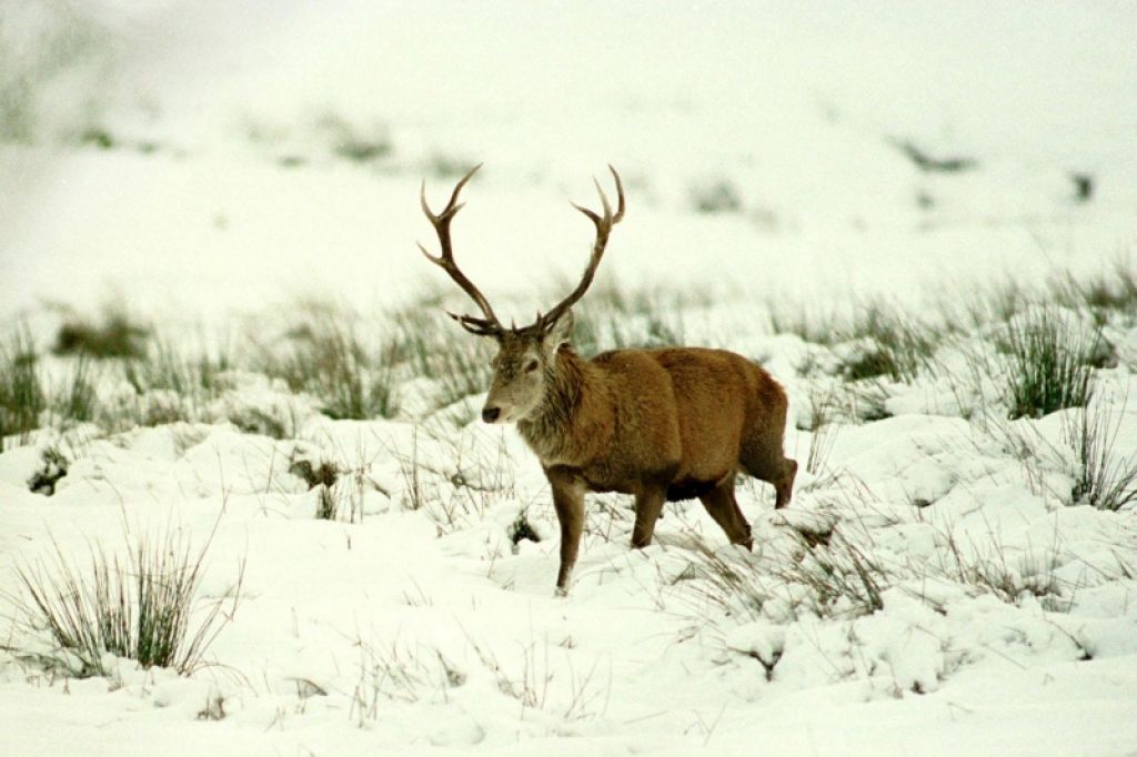 Kar 168 ur predvajajo selitev severnih jelenov